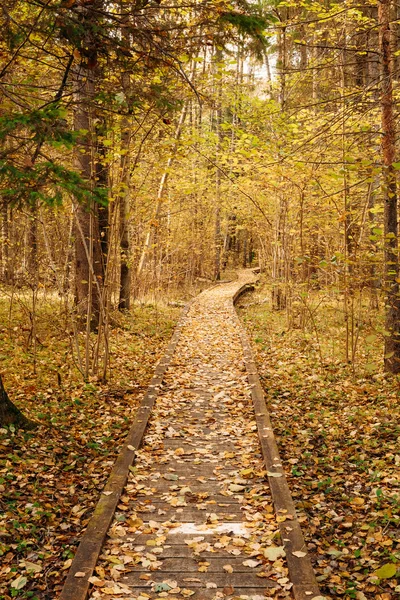 Wooden boarding path way pathway in autumn forest