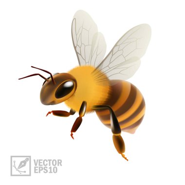 3D gerçekçi vektör arısı beyaz arkaplandan bal ya da propolis çıkararak kesilir, makro