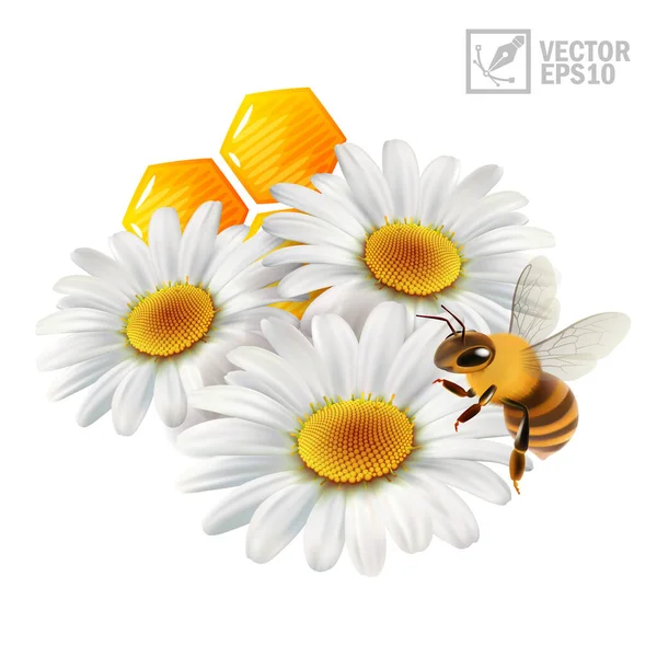 3d vector flores realistas manzanilla con panal y una abeja extraer miel y propóleo — Archivo Imágenes Vectoriales