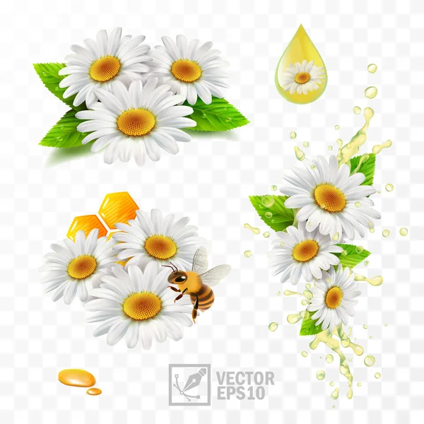 3d реалистичные векторные ромашковые цветы, ромашка с листьями, медовые соты и пчела, экстрагирующие мед и прополис, падающие цветы в спрей потока масла или чая, травяной напиток — стоковый вектор