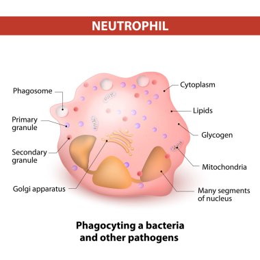Neutrophil granulocytes. Characteristics and structure of lymphocytes clipart