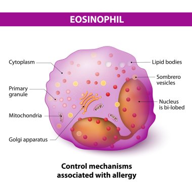 eosinophil. Characteristics and structure of lymphocy clipart