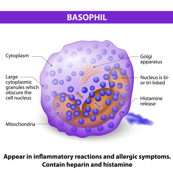 Basophil Characteristics and structure — Stock Vector