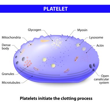 Platelets or thrombocytes clipart