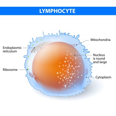 lymphocyte. Vector illustration clipart