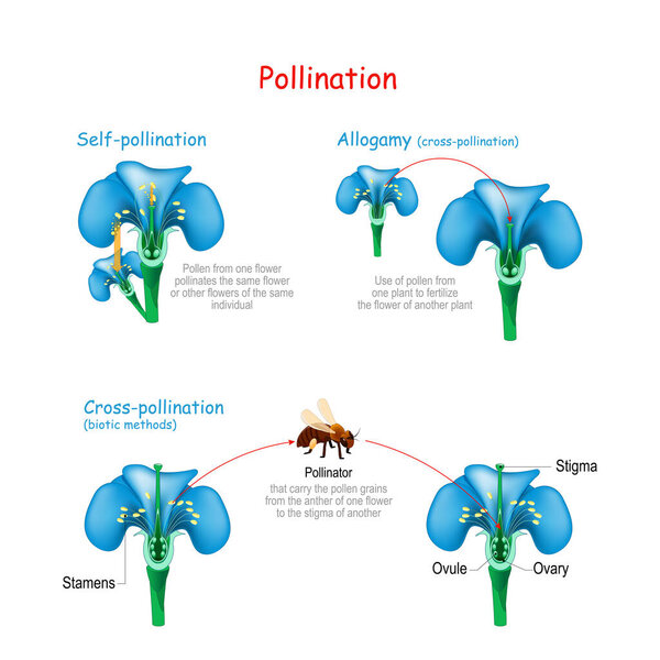 Pollination of the flower by bee. Self-pollination, Allogamy, and  cross-pollination by biotic methods. useful for study botany and science education