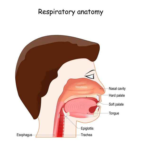 Système Respiratoire Supérieur Avec Nasopharynx Oropharynx Laryngopharynx Marqués Épiglotte Pharynx — Image vectorielle
