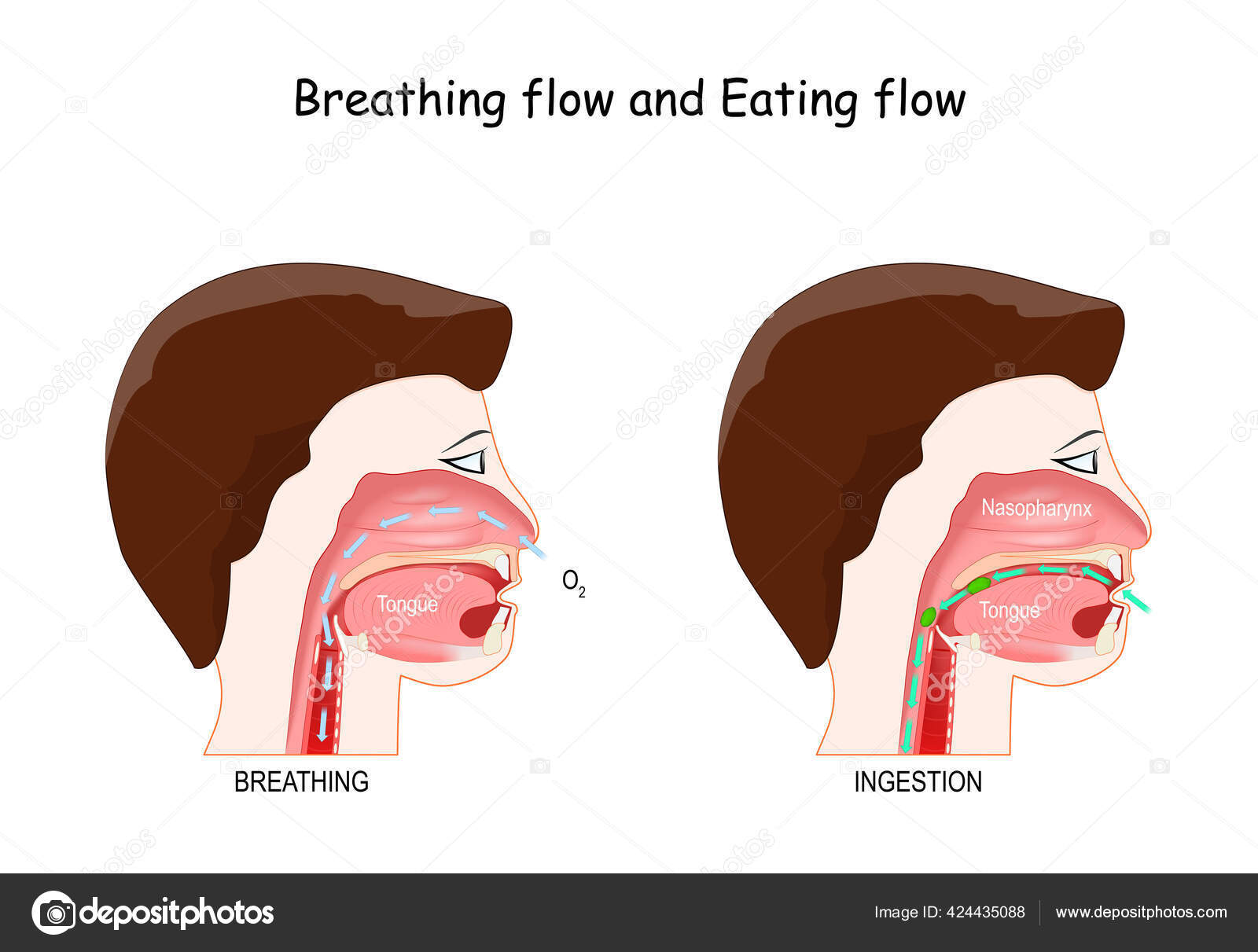 Fundo Renderização Tridimensional Da Garganta Humana Mostrando Um Fluxo  Através De Uma Boca Aberta Que Se