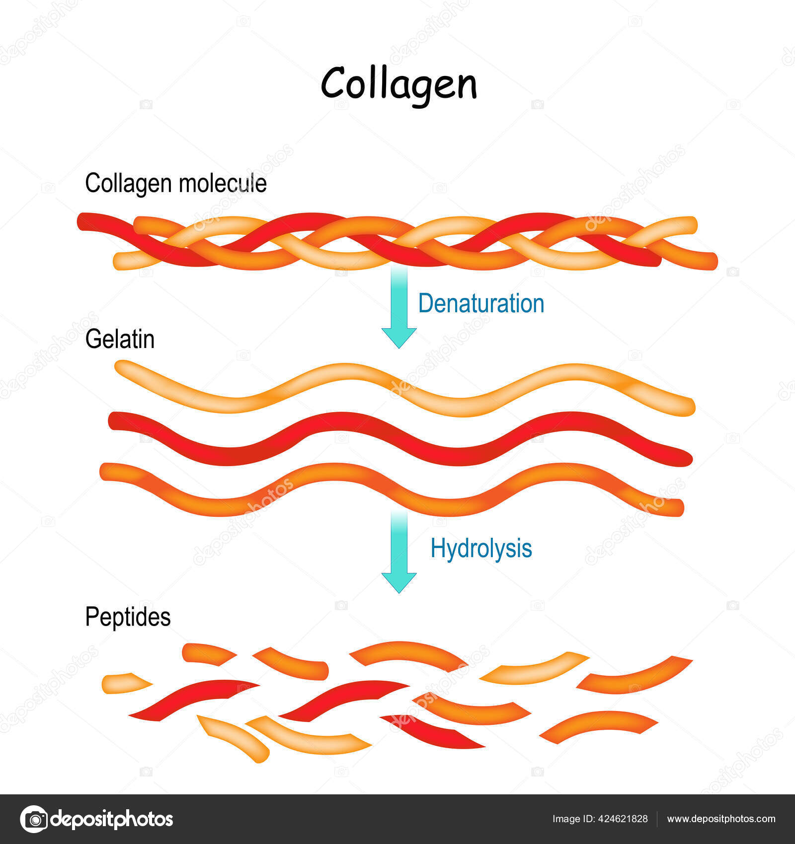 gemiddelde Station voeden Collagen Hydrolysis Denaturation Collagen Molecule Gelatin Peptides Stock  Vector Image by ©edesignua #424621828