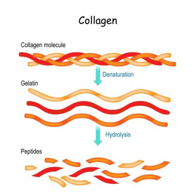 Kolajen Hidroliz ve Denatürasyon. Kolajen molekülünden jelatin ve peptidlere.