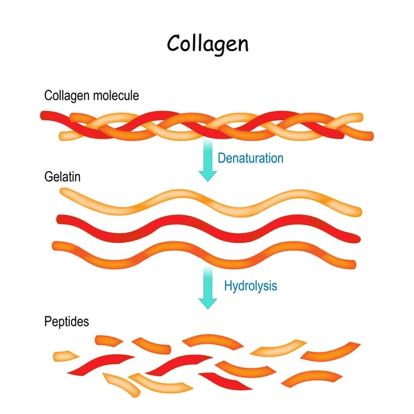 Kollagenhydrolys Och Denaturering Från Kollagenmolekyl Till Gelatin Och Peptider — Stock vektor