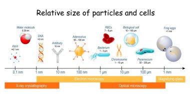 comparison of Relative size of particles and cells on biological scale. different sizes of biological cells, bacteria, and viruses. Microscopic techniques that are required to see the objects. clipart