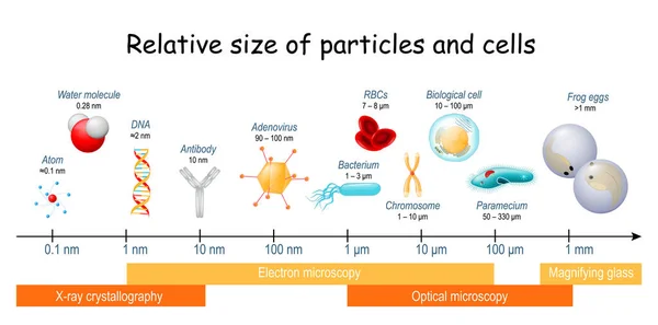 相対的な大きさの粒子と細胞を生物学的スケールで比較しました 異なるサイズの生物細胞細菌ウイルスなどです 対象物を見るために必要な顕微鏡技術 — ストックベクタ