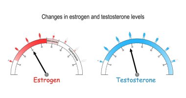 Testosteron ve östrojen ölçer. seks hormonu seviyesi ölçeği.