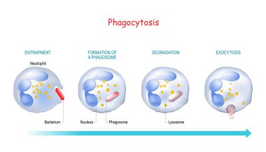 Phagocytosis. Neutrophil that uses its plasma membrane to engulf a bacterium. From endocytosis to exocytosis. educational scheme. Digestion process in phagocyte. immune system mechanism. vector illustration.  clipart