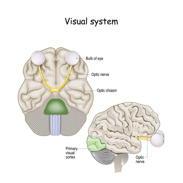 Visueel Systeem Hersenen Met Oogzenuw Oogbol Primaire Visuele Cortex Vectorillustratie — Stockvector