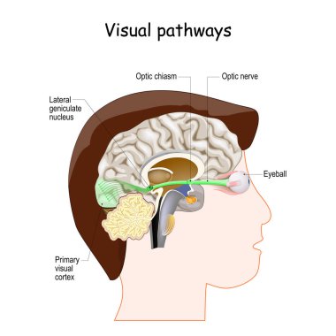 Visual Pathways from Eyeball to Optic nerve, Lateral geniculate nucleus and Primary visual cortex. human head with a cross section of the brain. clipart