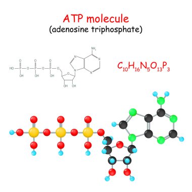 Adenozin trifosfat. Kimyasal yapısal formül ve ATP molekülünün modeli. Vektör İllüstrasyonu