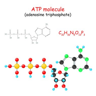 Adenosine triphosphate. Chemical structural formula and model of  molecule of ATP. Vector Illustration clipart