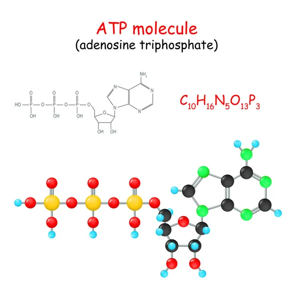 Trójfosforan Adenozyny Wzór Chemiczny Strukturalny Model Cząsteczki Atp Ilustracja Wektora — Wektor stockowy