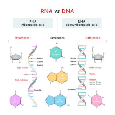 DNA ve RNA karşılaştırması. Benzerlikler ve Farklılıklar. Infographic diyagramı. Eğitimsel açıklama ve bilimsel kullanım için vektör illüstrasyonu. Nükleer üslerin yapısal kimyasal formülü. Genetik mühendisliği