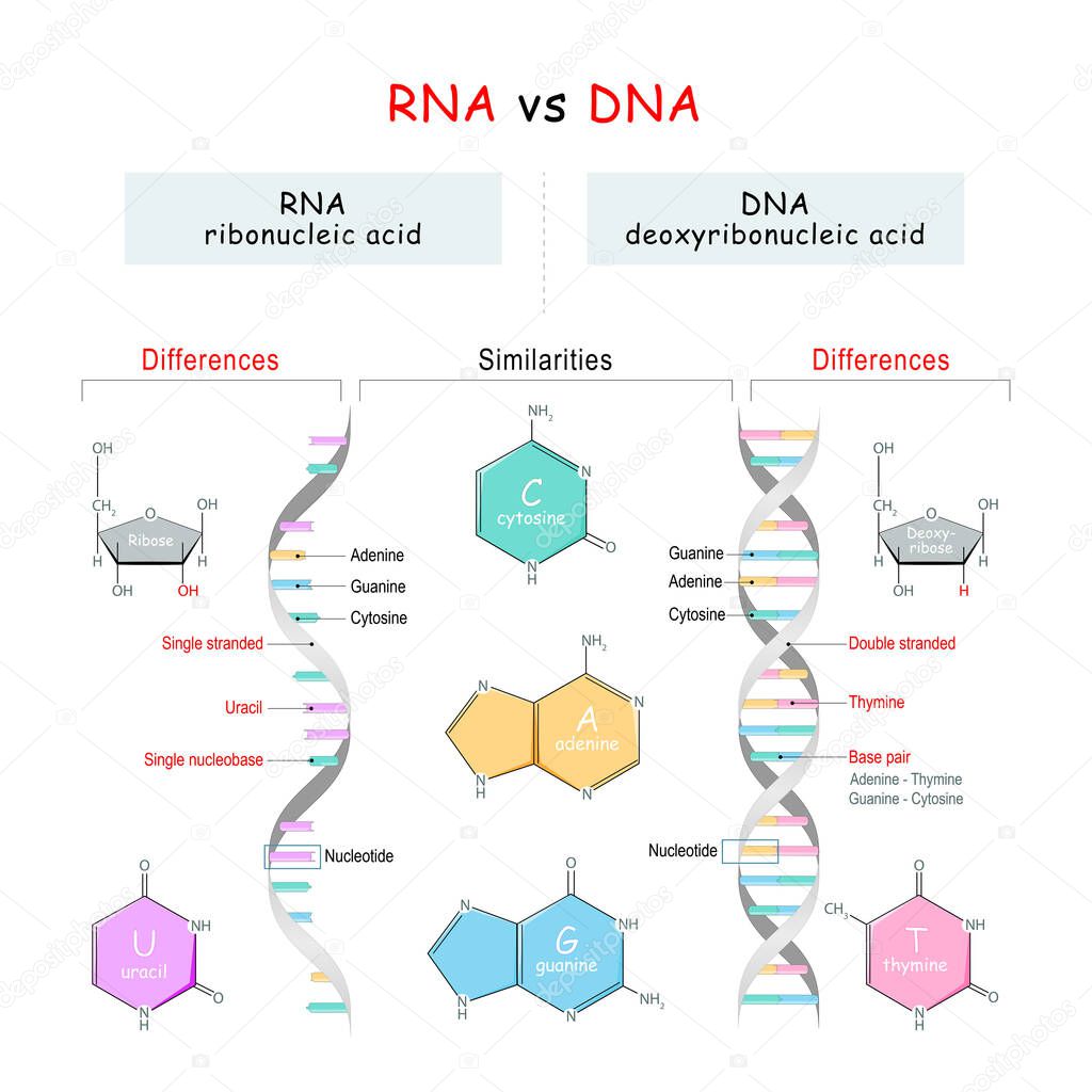 DNA vs RNA comparison. Similarities and Differences. infographic diagram. vector illustration for Educational explanation, and science use. Structural chemical formula of Nucleobases. Genetic engineering