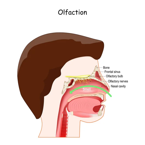 Обоняние Обоняние Обонятельная Система Поперечное Сечение Головы Человека Носовой Полостью — стоковый вектор