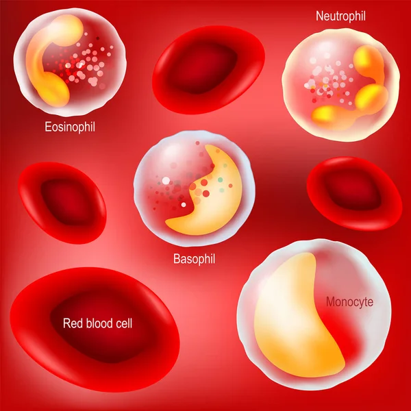 Red Blood Cells White Blood Cells Red Background Leukocytes Inflammation — Stock Vector