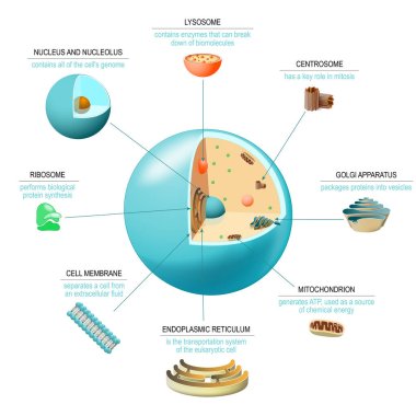 Cell anatomy. Structure and organelles of human's cell. Cross sections of animal cell: nucleus, nucleolus, mitochondria, centrosome, golgi apparatus, endoplasmic reticulum, ribosome and membrane. poster biological diagram. vector illustration  clipart