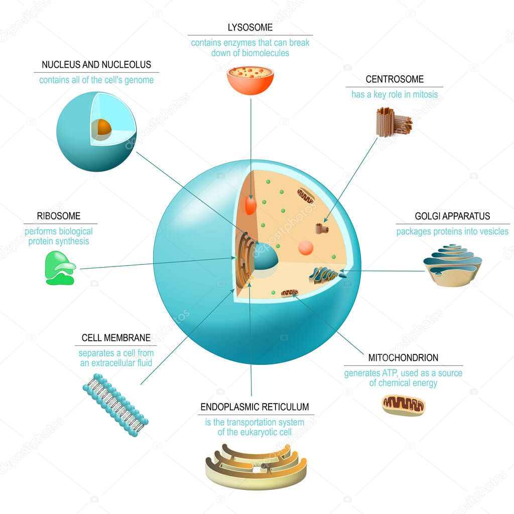 Cell anatomy. Structure and organelles of human's cell. Cross sections of animal cell: nucleus, nucleolus, mitochondria, centrosome, golgi apparatus, endoplasmic reticulum, ribosome and membrane. poster biological diagram. vector illustration 