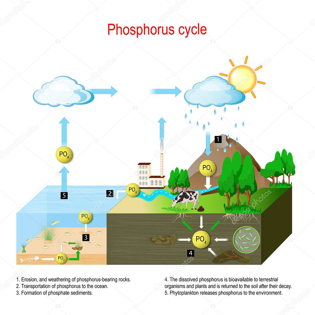 Phosphorus cycle. biogeochemical cycle. education chart. vector illustration. diagram with explanation. Erosion, and weathering of phosphorus-bearing rocks and transportation of phosphorus to the ocean. Formation of phosphate sediments. The dissolved