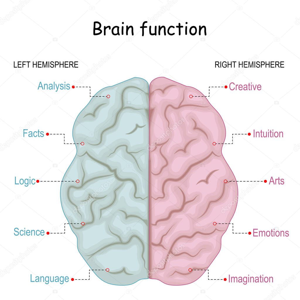 Brain function. left analytical and right creative of Cerebral hemispheres. Creative part and logical part of human's brain