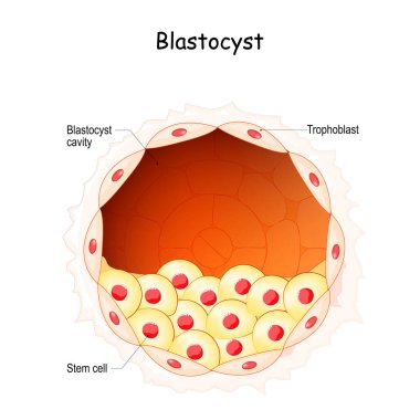 Blastokist. Embriyo geliştirme aşaması. Kök hücreler. Döllenme, döllenme ve hamilelik. İnsan üreme sistemi. Bilim, tıp, klinik ve eğitim kullanımı için poster. vektör illüstrasyonu