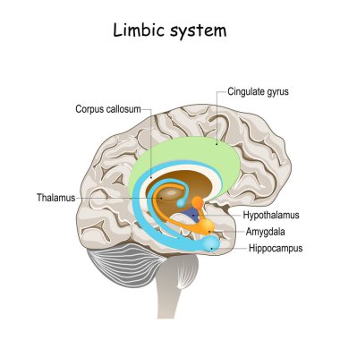 Limbik sistem. İnsan beyninin çapraz kesiti. Limuzin sisteminin anatomik bileşenleri: meme cismi, bazal gangliyon, hipofiz bezi, amigdala, hipokampüs, talamus, singulat gyrus