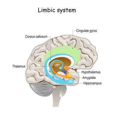 limbic system. Cross section of the human brain. Anatomical components of limbic system: Mammillary body, basal ganglia, pituitary gland, amygdala, hippocampus, thalamus, cingulate gyrus clipart