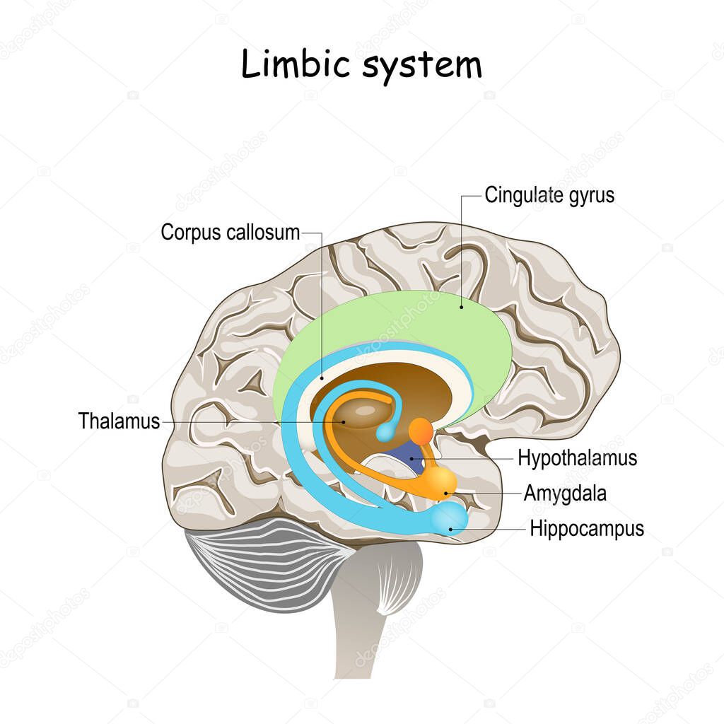 limbic system. Cross section of the human brain. Anatomical components of limbic system: Mammillary body, basal ganglia, pituitary gland, amygdala, hippocampus, thalamus, cingulate gyrus