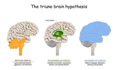 triune brain hypothesis. theory about evolution of human's brain. limbic system. Reptilian complex (basal ganglia for instinctual behaviours), mammalian brain (septum, amygdalae, hypothalamus, hippocamp for feeling) and Neocortex (cognition, language clipart