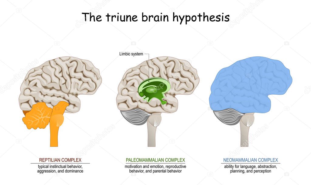 triune brain hypothesis. theory about evolution of human's brain. limbic system. Reptilian complex (basal ganglia for instinctual behaviours), mammalian brain (septum, amygdalae, hypothalamus, hippocamp for feeling) and Neocortex (cognition, language