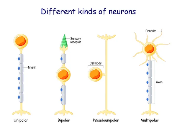 Různé Druhy Neuronů Typy Neuronů Unipolární Bipolární Multipolární Pseudunipolární Neuron — Stockový vektor