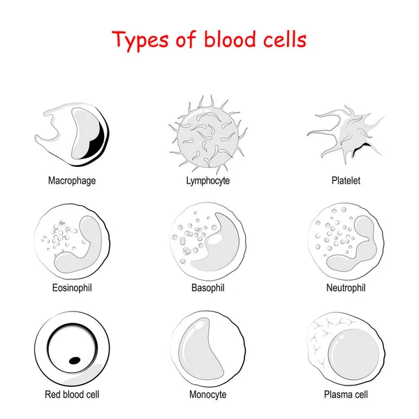 Types Cellules Sanguines Ensemble Icônes Vectorielles Sang Rouge Érythrocytes Plasmocytes — Image vectorielle