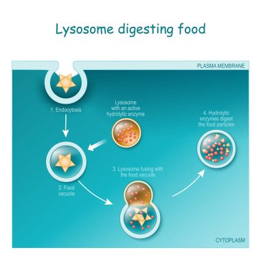 Endocytosis. Lysosome digesting food. Part of cell (plasma membrane, cytoplasm and lysosome), with food vacuole. Lysosome fusing with the food vacuole. Vector illustration clipart