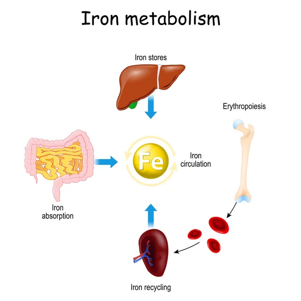 Iron Metabolism Liver Intestine Spleen Ferrum Circulation Recycling Stores Absorption — Stockvector