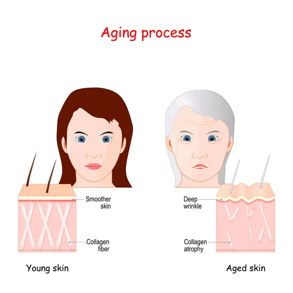 Processus Vieillissement Comparaison Des Peaux Jeunes Âgées Une Peau Lisse — Image vectorielle