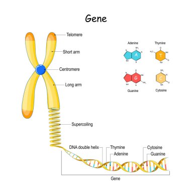 genome sequence. From Chromosome to Supercoiling, DNA, and Gene. Telomere. vector illustration. structural formula of Adenine, cytosine, thymine and guanine. clipart