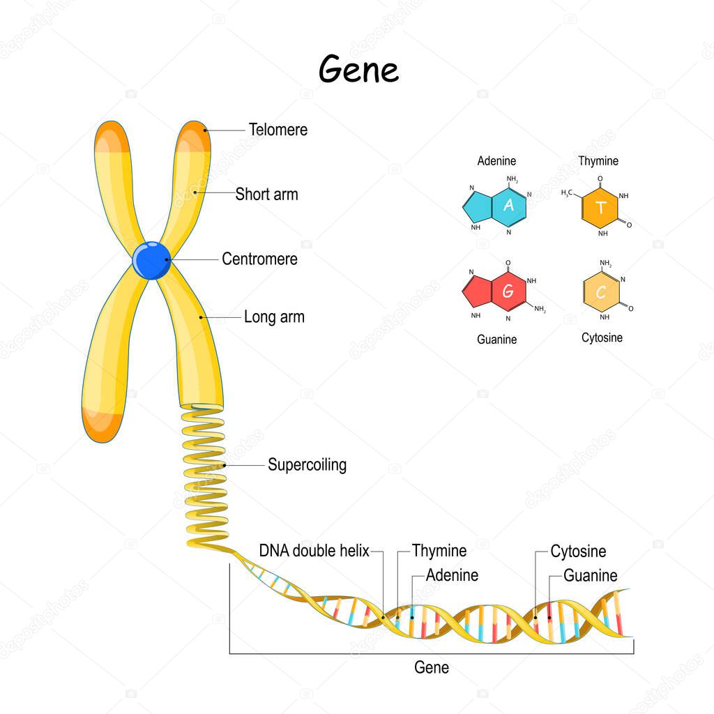 genome sequence. From Chromosome to Supercoiling, DNA, and Gene. Telomere. vector illustration. structural formula of Adenine, cytosine, thymine and guanine.