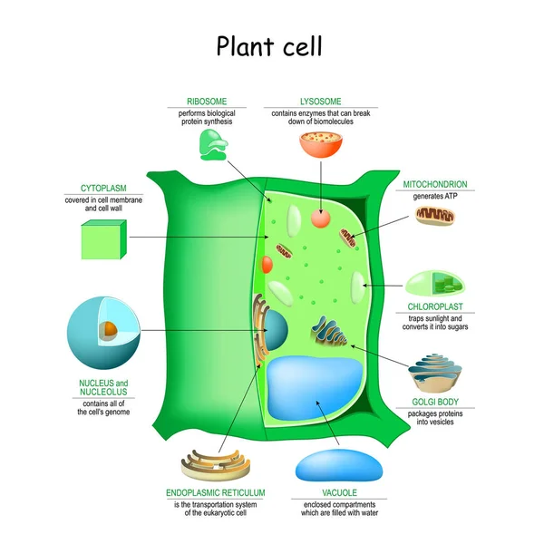 Estructura Anatomía Células Vegetales Primer Plano Los Orgánulos Célula Vegetal — Archivo Imágenes Vectoriales