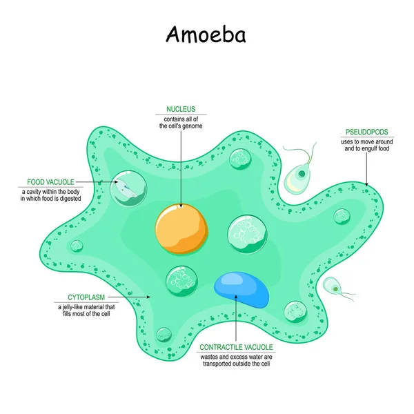 アメーバ解剖学 偽陽性の単細胞動物です 科学の使用のためのベクターイラスト — ストックベクタ