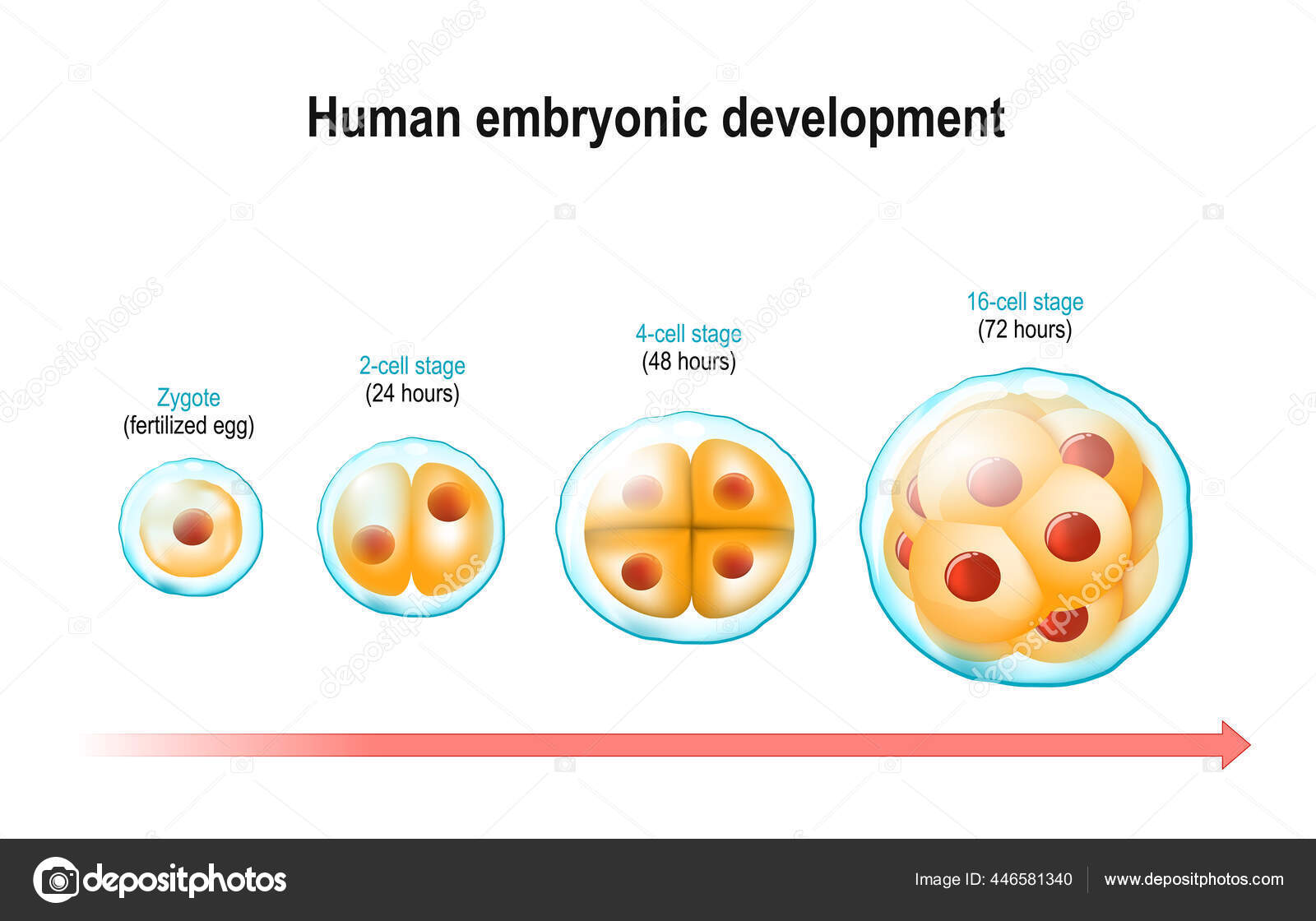 Desenvolvimento Embrionário Humano Zigoto Ovo Fertilizado Estágio