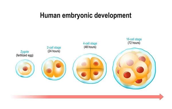 Emberi Embrionális Fejlődés Zygote Tól Megtermékenyített Petesejt Sejtes Szakaszig Három — Stock Vector