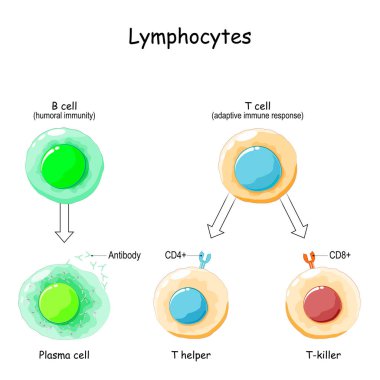 Lenfosit türleri. T ve B hücresi. Uyumlu insan bağışıklık sistemi. Bağışıklık tepkisi ve bağışıklık sisteminin bileşeni. Antikor, plazma hücresi, T-yardımcı ve T-öldürücü. Vektör illüstrasyonu